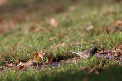 Junco hyemalis