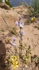 Nuttallanthus texanus