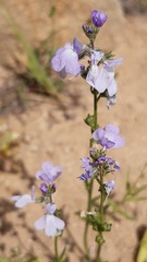 Nuttallanthus texanus