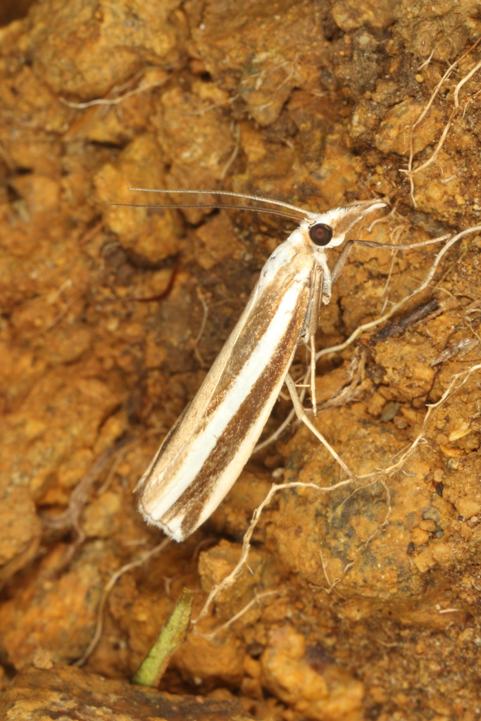 Orocrambus apicellus