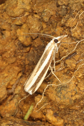Orocrambus apicellus Zeller, 1863