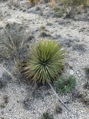Yucca reverchonii
