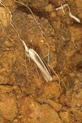 Orocrambus apicellus