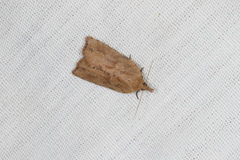 Planotortrix notophaea
