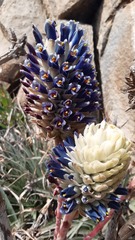 Puya venusta