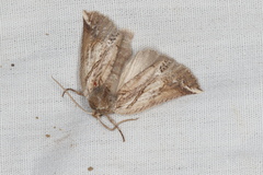 Declana junctilinea