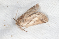 Declana junctilinea