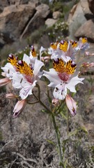 Alstroemeria magnifica