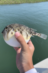 Sphoeroides maculatus