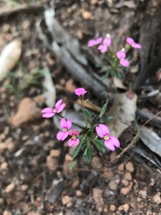 Stylidium rhynchocarpum