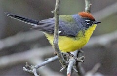 Myioborus brunniceps