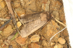 Bityla defigurata
