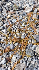 Epilobium brunnescens