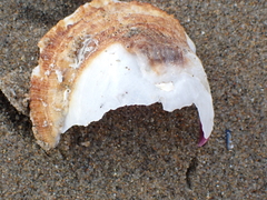 Crassadoma