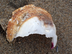 Crassadoma