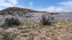 Leucocoryne coquimbensis