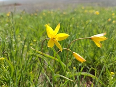 Tulipa sylvestris australis