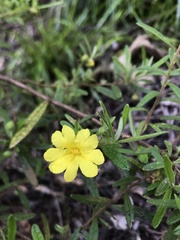 Hibbertia furfuracea