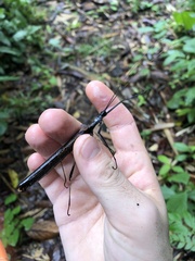 Pseudophasma bolivari