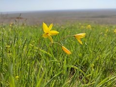 Tulipa sylvestris australis