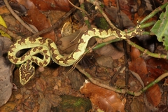 Craspedocephalus malabaricus