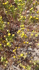 Amblyopappus pusillus