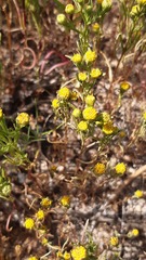 Amblyopappus pusillus