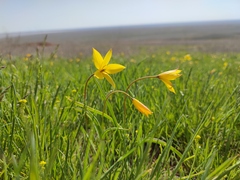 Tulipa sylvestris australis