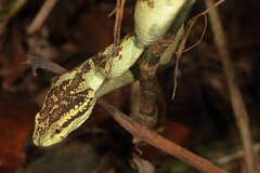 Craspedocephalus malabaricus