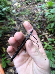 Pseudophasma bolivari