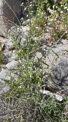 Mostacillastrum gracile