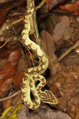 Craspedocephalus malabaricus