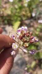 Mostacillastrum gracile