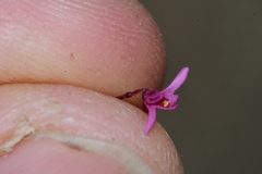 Utricularia tenella