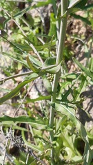 Mostacillastrum gracile