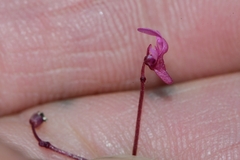 Utricularia tenella