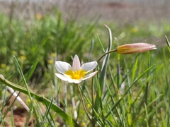 Tulipa biflora