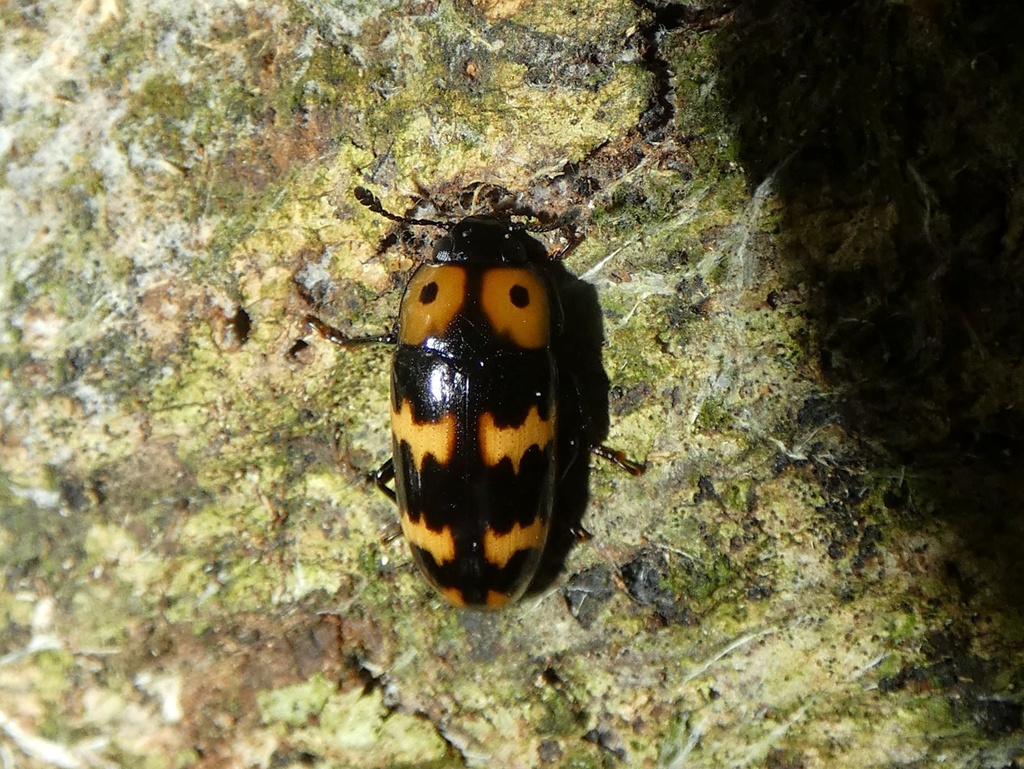 Pselaphacus vitticollis