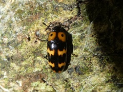 Pselaphacus vitticollis