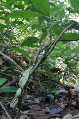 Craspedocephalus malabaricus