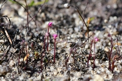 Utricularia tenella
