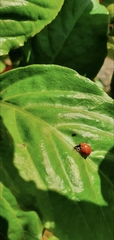 Cycloneda sanguinea