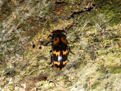 Pselaphacus vitticollis