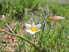 Tulipa biflora