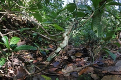 Craspedocephalus malabaricus