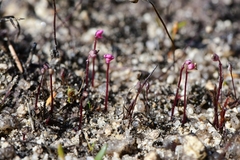 Utricularia tenella