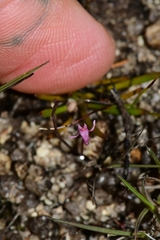 Utricularia tenella