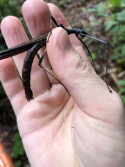Pseudophasma bolivari