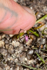 Utricularia tenella