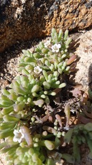 Nolana crassulifolia